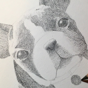 Guide on How to Draw Animals