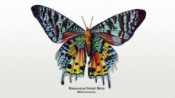 E65 :: Gianluca Callara & The Art of Finding Your Creative Flow