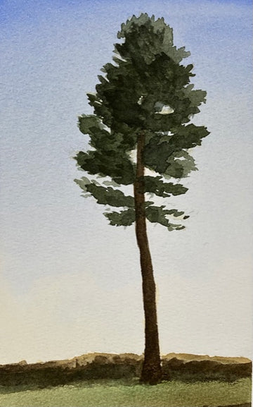 Drawing and Painting Pine Trees